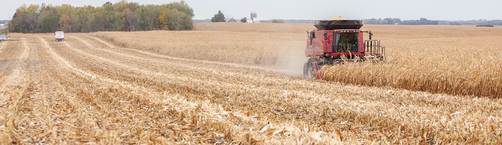 Mais Star Collet.jpg